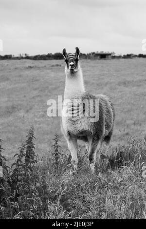 Lamas in einem Feld bei Mullion Cover in Cornwall Stockfoto