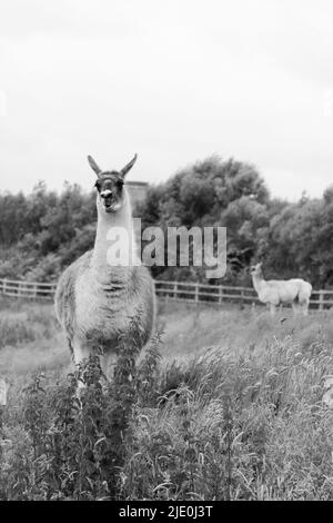 Lamas in einem Feld bei Mullion Cover in Cornwall Stockfoto