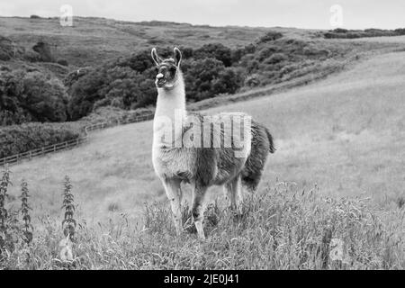 Lamas in einem Feld bei Mullion Cover in Cornwall Stockfoto