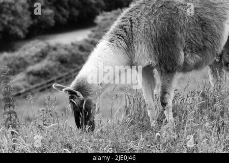 Lamas in einem Feld bei Mullion Cover in Cornwall Stockfoto