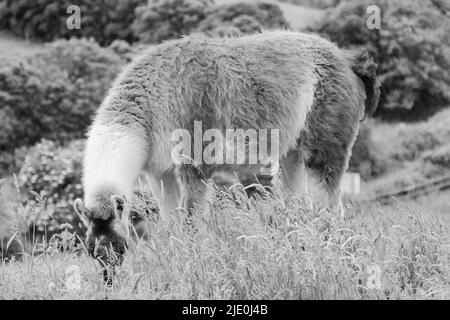 Lamas in einem Feld bei Mullion Cover in Cornwall Stockfoto