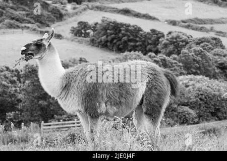 Lamas in einem Feld bei Mullion Cover in Cornwall Stockfoto