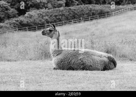 Lamas in einem Feld bei Mullion Cover in Cornwall Stockfoto