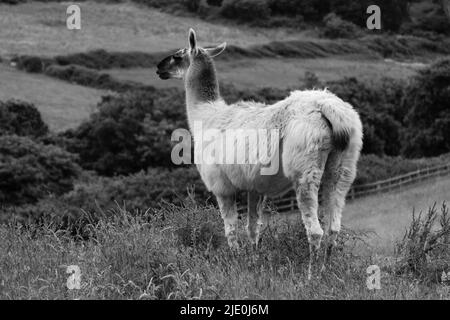 Lamas in einem Feld bei Mullion Cover in Cornwall Stockfoto