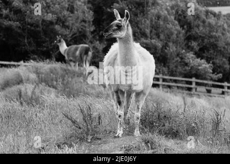 Lamas in einem Feld bei Mullion Cover in Cornwall Stockfoto