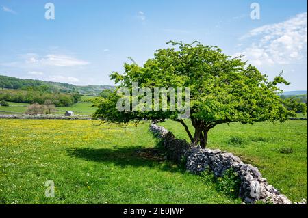 Ein Baum, der aus einer Steinmauer im Peak District von England wächst Stockfoto