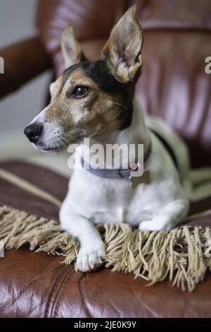 Jack russell Hund liegt auf einer Decke auf dem Sofa. Stockfoto