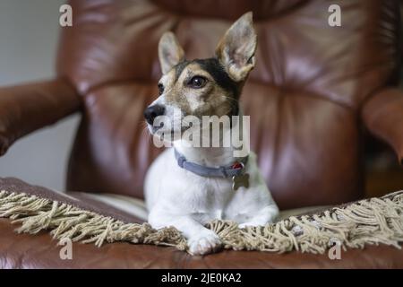 Jack russell Hund, der auf seiner Decke auf einem Sessel ruht. Stockfoto
