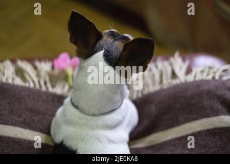 Jack russell Hund lag entspannt auf seiner Decke. Stockfoto