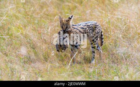 Mutter servale Katze (Leptailurus serval) trägt ihr Junges durch das lange Gras der Savanne in Maasai Mara, Kenia. Stockfoto