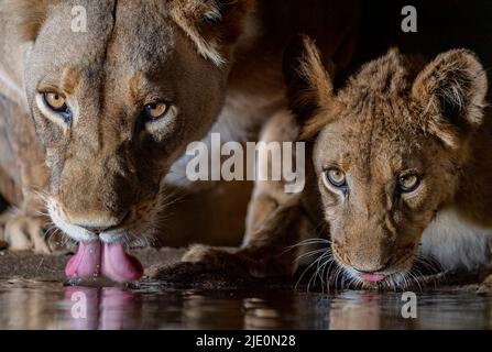 Löwin und Jungtier trinken. Zimanga Private Reserve, Südafrika. Stockfoto