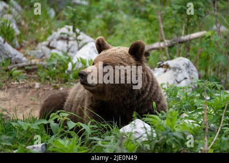 Europäischer Braunbär an der Grenze zwischen slowenien und kroatien Stockfoto