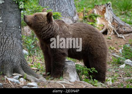 Europäischer Braunbär an der Grenze zwischen slowenien und kroatien Stockfoto