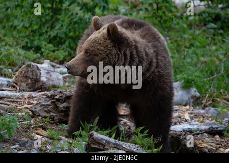 Europäischer Braunbär an der Grenze zwischen slowenien und kroatien Stockfoto