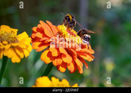 Hummeln bestäuben die Blüte. Zwei Hummeln auf einer blühenden Ringelblume aus der Nähe Stockfoto