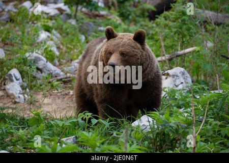 Europäischer Braunbär an der Grenze zwischen slowenien und kroatien Stockfoto