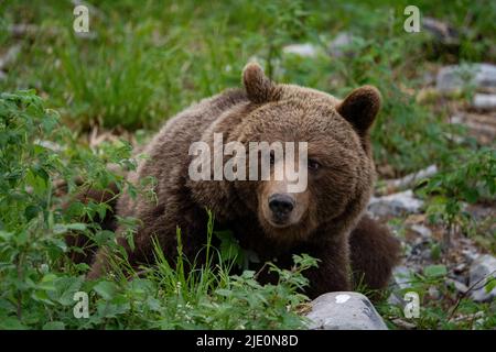 Europäischer Braunbär an der Grenze zwischen slowenien und kroatien Stockfoto