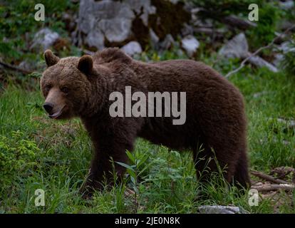 Europäischer Braunbär an der Grenze zwischen Slowenien und Kroatien Stockfoto