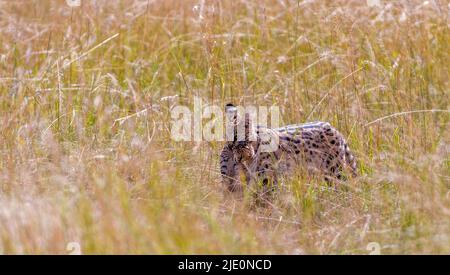 Mutter servale Katze (Leptailurus serval) trägt ihr Junges durch das lange Gras der Savanne in Maasai Mara, Kenia. Stockfoto