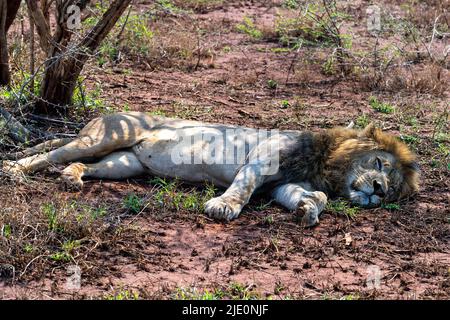 Männlicher Löwe (Panthera leo) schläft im Zimanga Private Reserve, Südafrika. Stockfoto