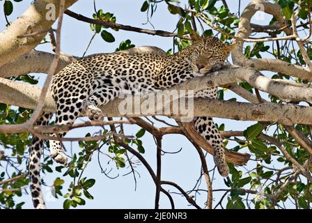 Ein Leopard (Panthera pardus) in einem Feigenbaum in der Serengeti, Tansania. Stockfoto