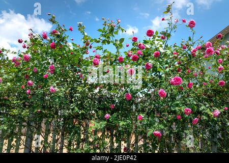 Rosen klettern den Zaun gegen den blauen Himmel Stockfoto