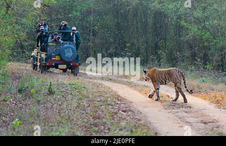 Tiger treffen sich mit Touristen im Kanha National Park, Indien. April 2014. Stockfoto