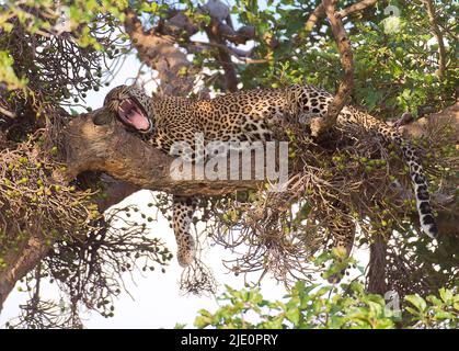 Ein mustiger Leopard in einem Feigenbaum in Maasai Mara (Kenia). Stockfoto