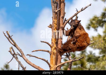 Junger amerikanischer Schwarzbär (Ursus americanus) Kletterbaum in Bearizona, Arizona, USA. (Kontrollierte Bedingungen). Stockfoto