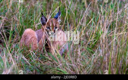 Juvenil Caracal aus Maasai Mara, Kenia. Stockfoto