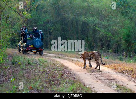 Tiger treffen sich mit Touristen im Kanha National Park, Indien. April 2014. Stockfoto