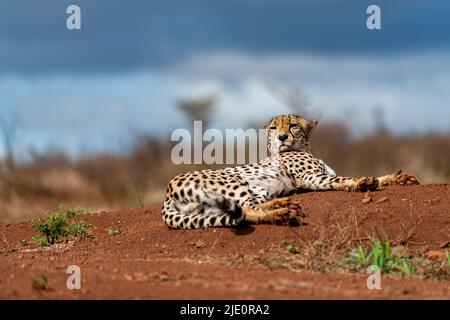 Cheetah (Acinonyx jubatus) aus Zimanga Private Reserve, Südafrika. Stockfoto
