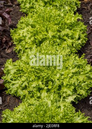 Salatbüschel. Leuchtend grüne Salate wachsen in einer Reihe in einem britischen Gemüsegarten. Stockfoto