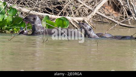 Riesige Flussotter (Pteronura brasiliensis), die sich an Fischen im Cuiaba River, Pantanal, Brasilien, ernähren. Stockfoto