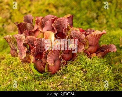 Sarracenia purpurea venosa ist auch als Pitcher-Pflanze bekannt. Stockfoto