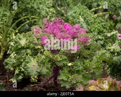 Rosafarbener und grüner essbarer Zierkohl, genannt Kale Rainbow Candy Crush, wächst in einem britischen Garten. Stockfoto