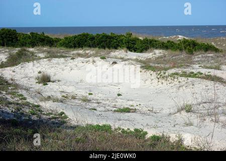 Great Dunes Park, Jekyll Island, Georgia, USA Stockfoto