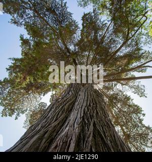 Cupressus macrocarpa Hartweg ex Gordon (Monterey Cypress), Ansicht von unten Stockfoto