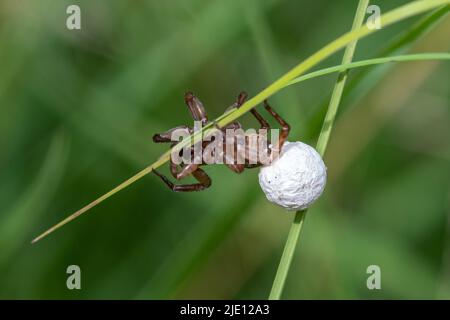 Weibliche Spinne, die ihren Eiersack im Juni oder Sommer auf Gras, Großbritannien, trägt Stockfoto