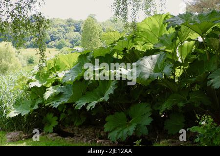 Gunnera manicata brasilianische Riesenrhabarberpflanze Stockfoto