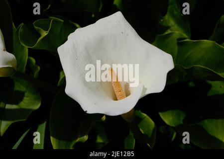 Zantedeschia aethiopica calla Lily Blume aus nächster Nähe Stockfoto