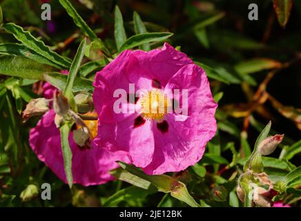 Cistus × purpureus Orchidee Steinrose Blume aus nächster Nähe Stockfoto