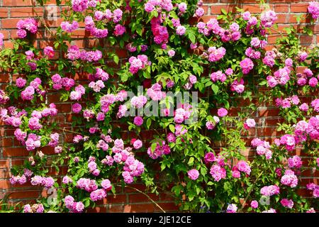 Rosa Rosen klettern auf einer Ziegelwand in hellem Sonnenlicht Stockfoto