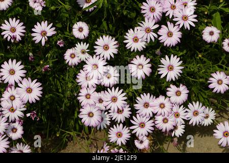 Osteospermum Afrikanische Gänseblümchen Gruppe von Blumen im Sonnenlicht Stockfoto