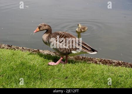 Westliche Greylag-Gans Anser anser adult steht am Wasserrand mit einem Küken im Wasser Stockfoto