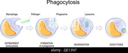 Phagozytose. Makrophageabsorption von Bakterien. Stufen des Mechanismus der Immunantwort von der Einfassung oder Endozytose bis zur Phagosome-Bildung Stock Vektor