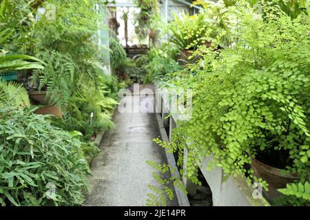 Gewächshaus voller grüner Farne im botanischen Garten. Farne wachsen in Töpfen. Stockfoto