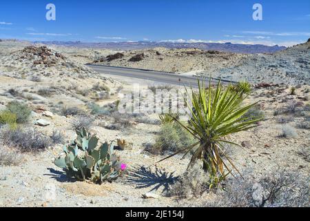 Opuntia basilaris und Yucca schidigera Pflanzen in Mojave Dessert an der Interstate Straße in Arizona. Naturlandschaft der USA. Stockfoto