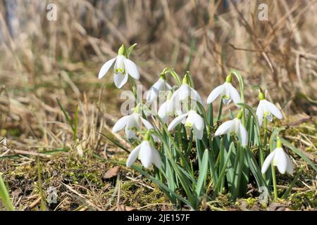 Weiße Schneeglöckchen wachsen im Garten. Erste Blütenzeichen des Frühlings. Stockfoto