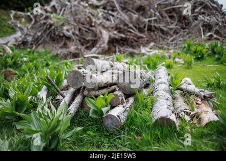 Gefällte trockene alte Baumstämme und viele dünne kleine gebrochene Äste liegen auf dickem grünen Frühlingsgras im Fichtenbergindustriewald Stockfoto